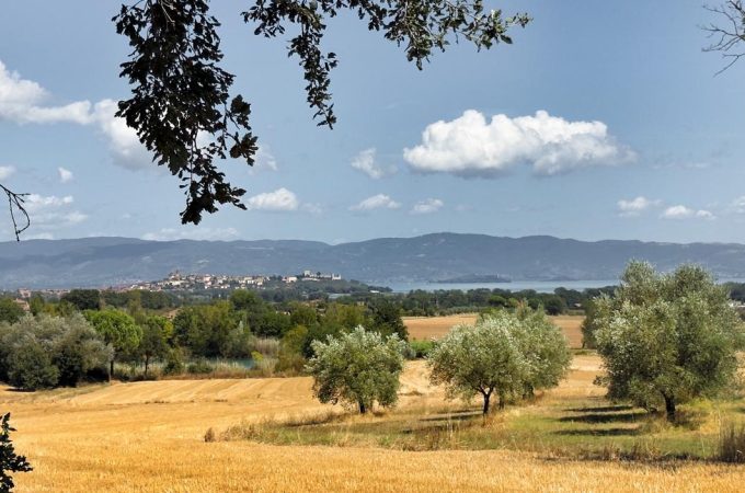 Uliveto e campi visti dal bosco - paesaggio Val di Chiana