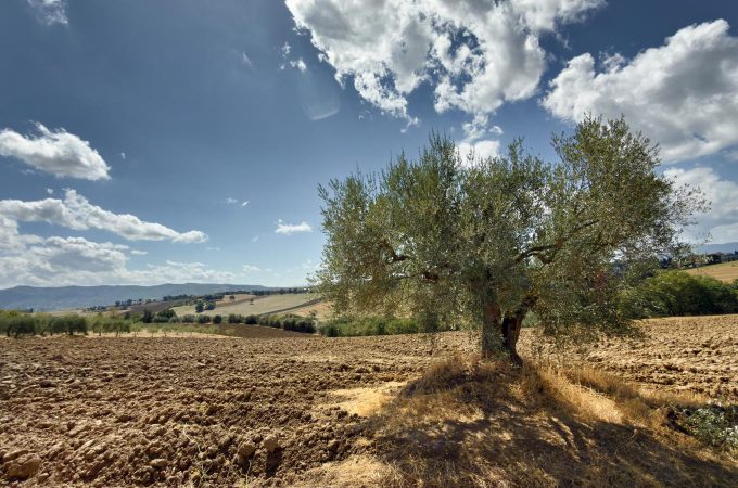 Ulivo solitario nella campagna senese - paesaggio Val di Chiana