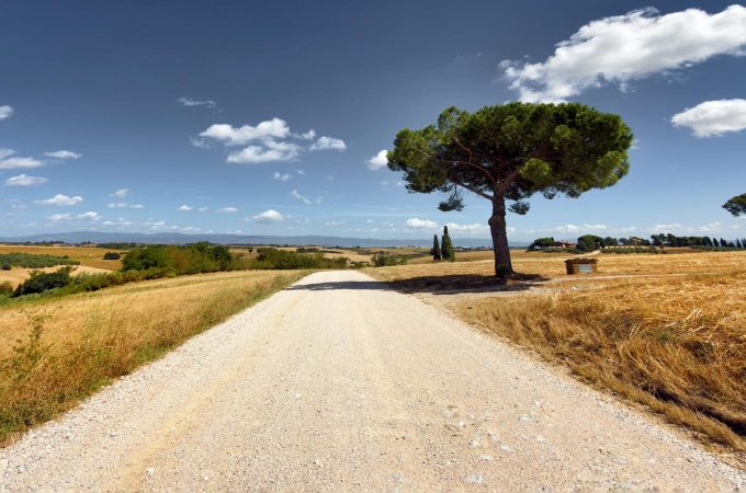 Pino domestico lungo la strada bianca - paesaggio Val di Chiana