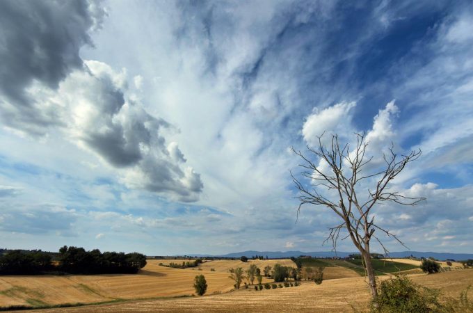 Albero spoglio nella campagna toscana - paesaggio Val di Chiana